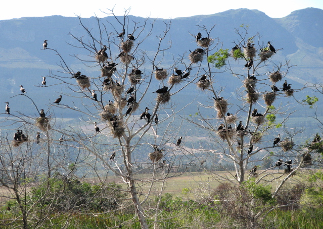 White-Breasted Cormorant 