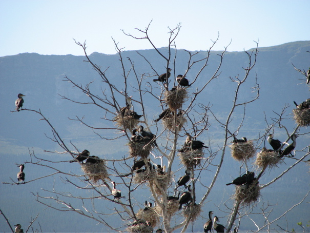 White-Breasted Cormorant 