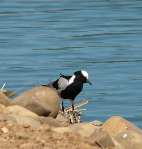 Blacksmith Lapwing