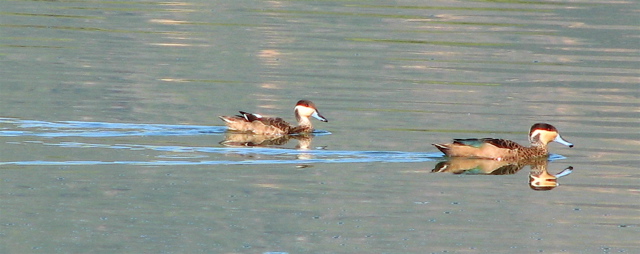 Hottentot Teal 