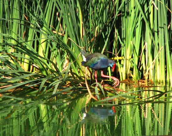 African Purple Swamphen 