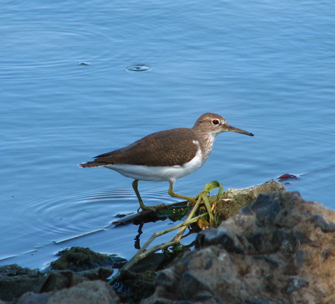 Common Sandpiper