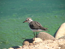 Three-banded Plover juv
