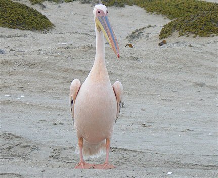 Great White Pelican