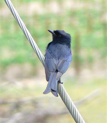 Fork-tailed Drongo