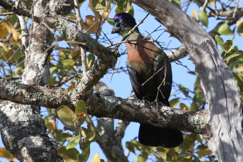 Purple-crested Turaco