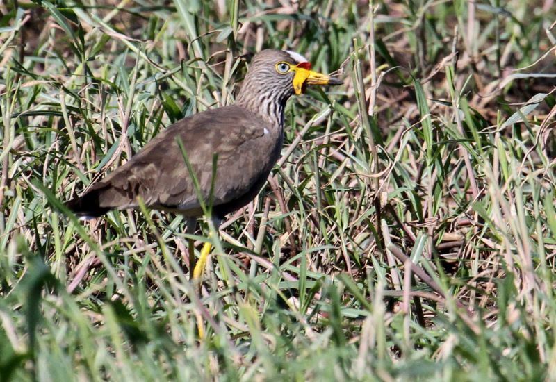 African Wattled Lapwing