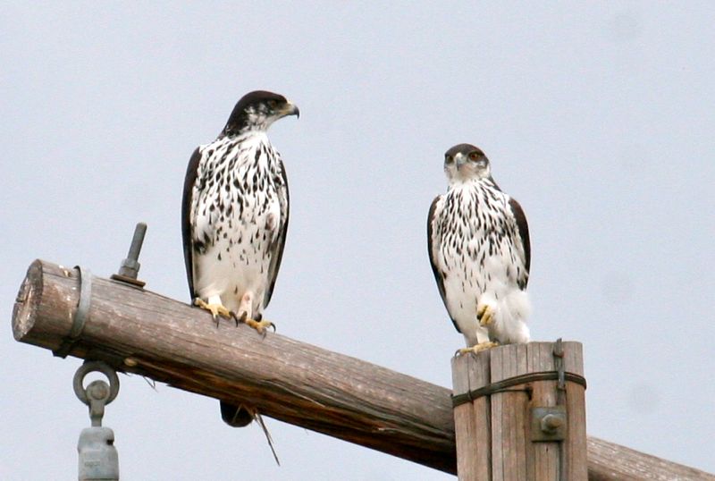 African Hawk-Eagle