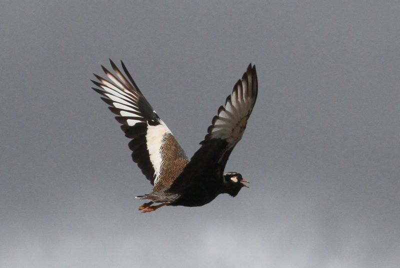 Northern Black Korhaan