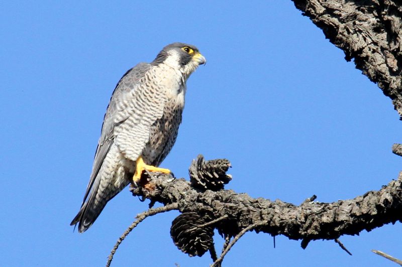 Peregrine Falcon