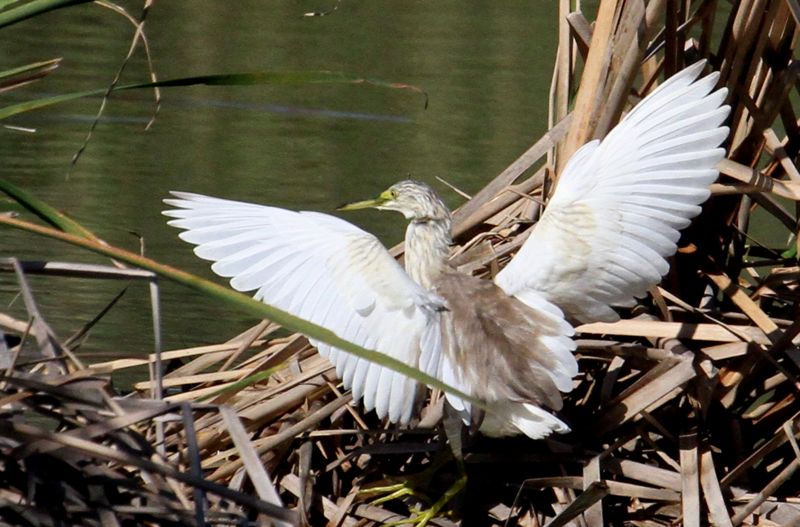 Squacco Heron