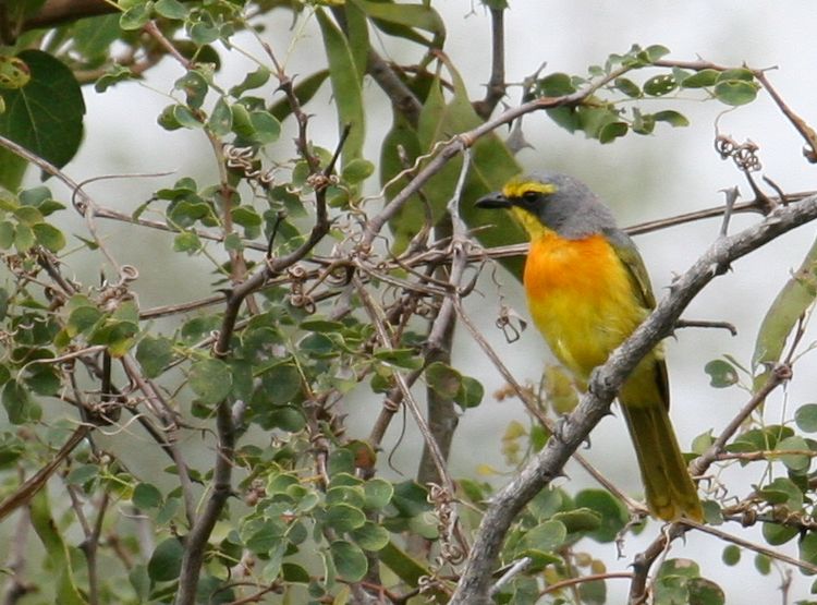 Orange-breasted Bush-shrike