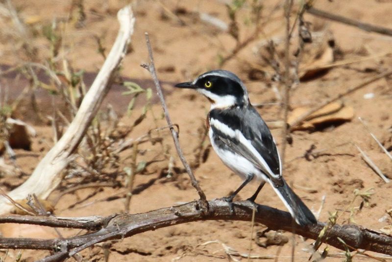 Chinspot Batis 