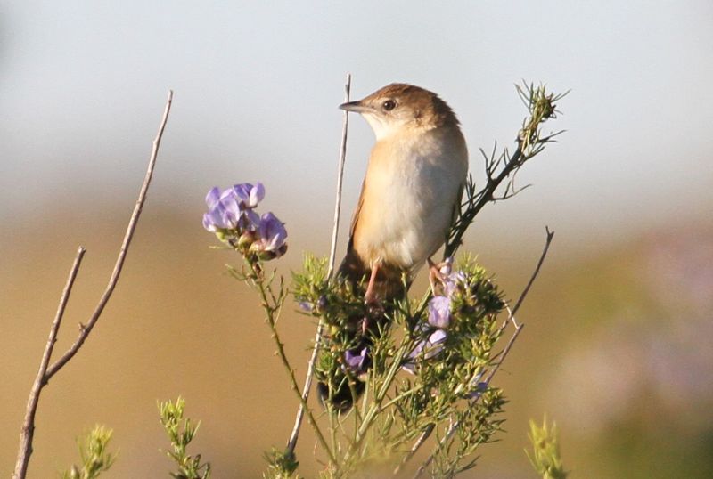 Broad-tailed Warbler