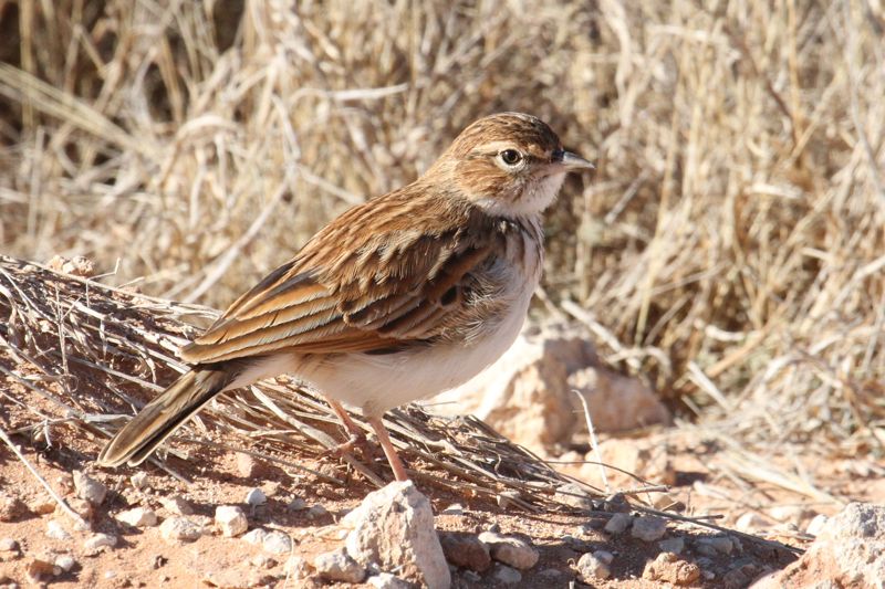 Melodious Lark 