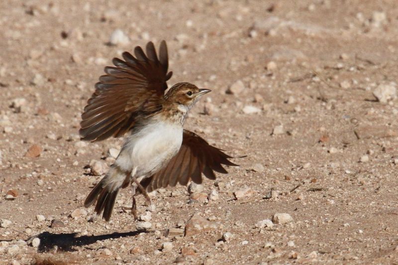 Melodious Lark 