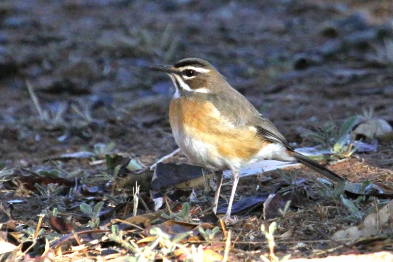 Bearded Scrub-Robin