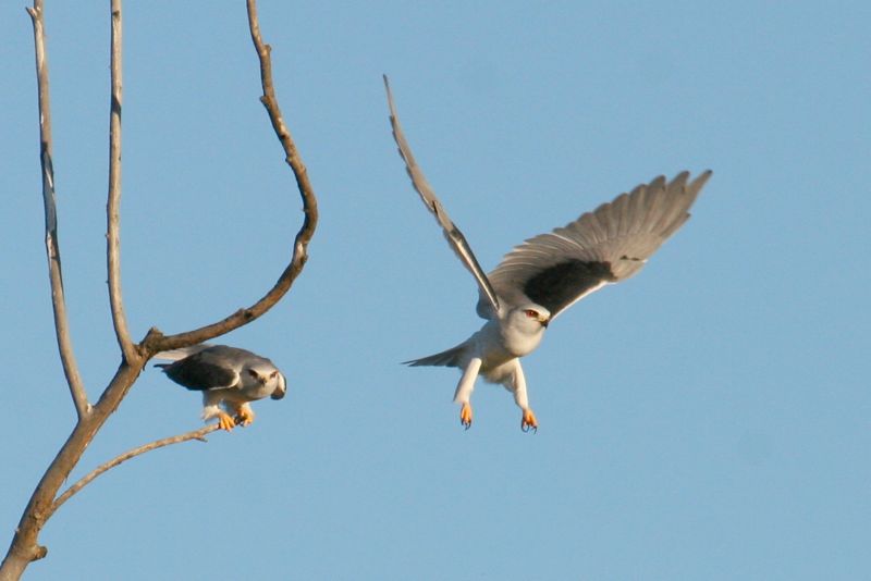 Black-shouldered Kite