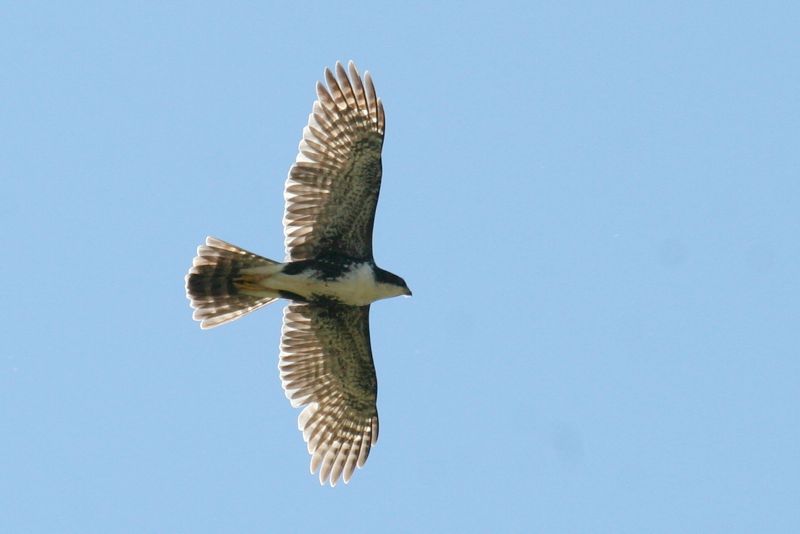 Black Sparrowhawk.html