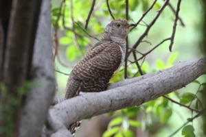 Common Cuckoo Juvenile