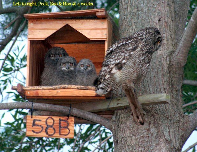 Spotted Eagle-Owl