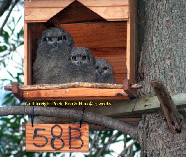 Spotted Eagle-Owl