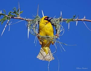 Southern Masked Weaver