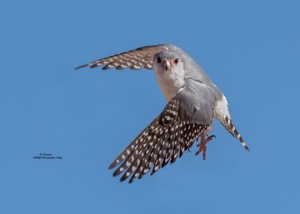 Pygmy Falcon