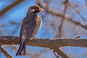 Greater Honeyguide