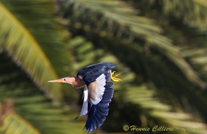 Little Bittern