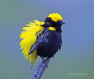 Yellow-crowned Bishop