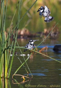 Pied Kingfisher