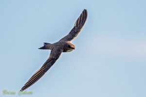 Alpine Swift 