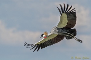 Grey Crowned Crane