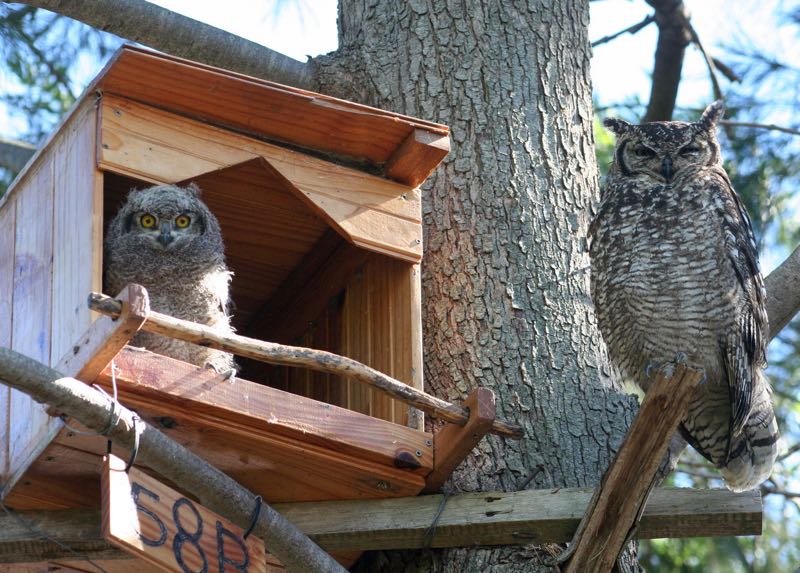 Spotted Eagle-Owl