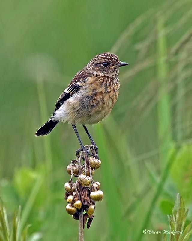 African Stonechat juv