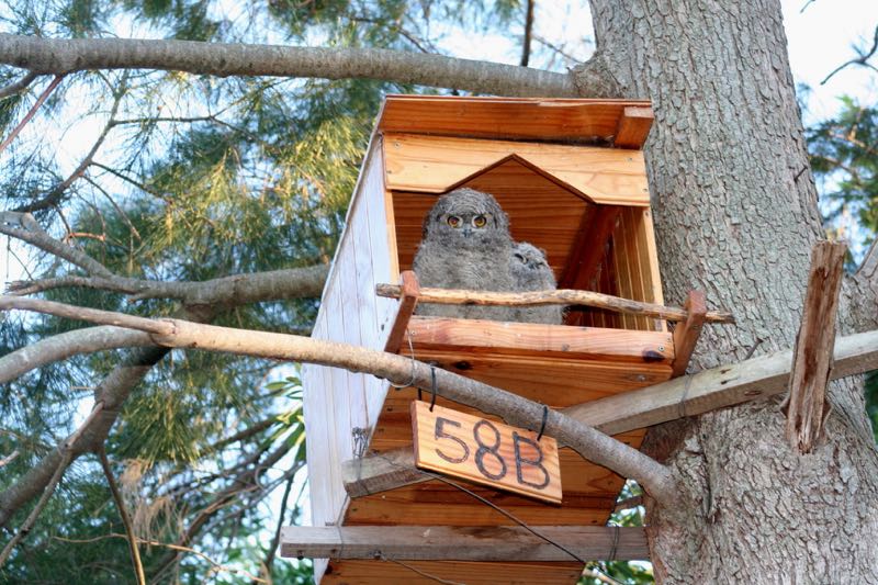 Spotted Eagle-Owl