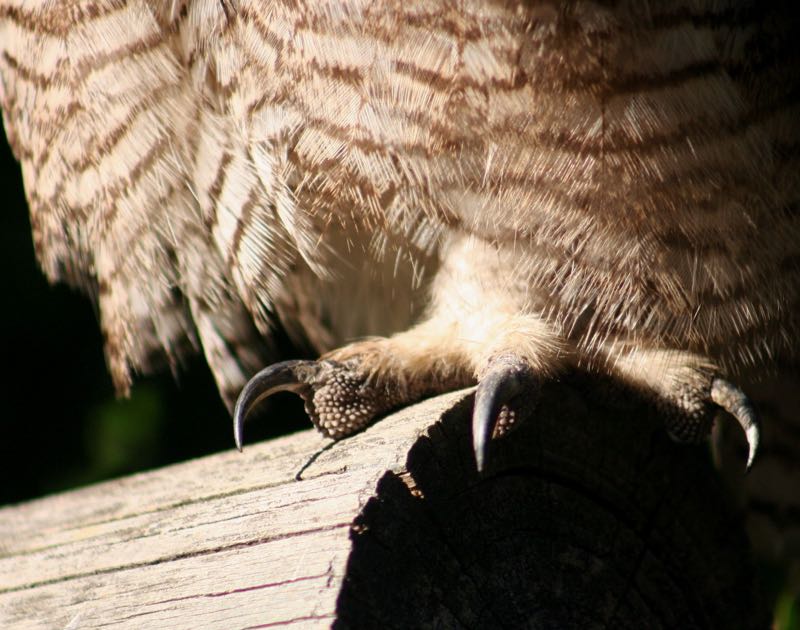 Spotted Eagle-Owl