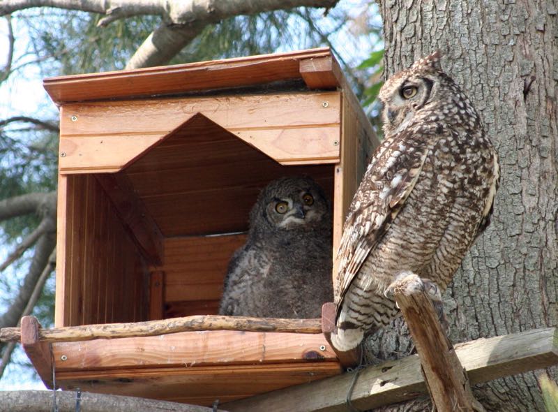 Spotted Eagle-Owl