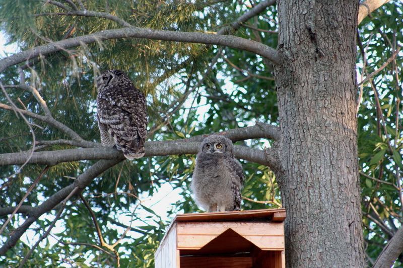 Spotted Eagle-Owl