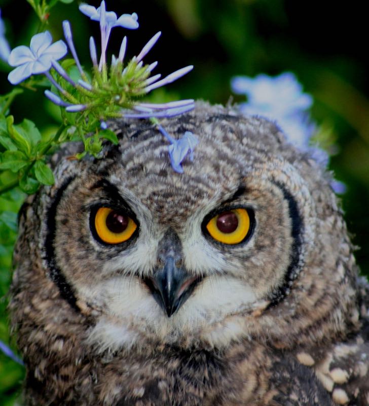 Spotted Eagle-Owl