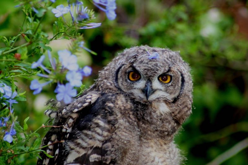 Spotted Eagle-Owl