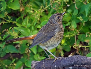 Cape Robin-Chat (juvenile)