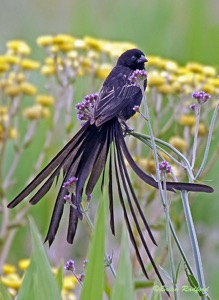 Red-collared Widowbird entangled