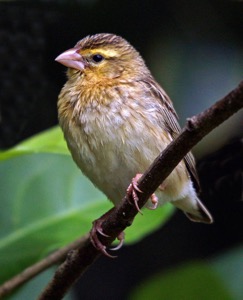 Pin-tailed Whydah female