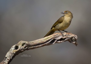 Sombre Greenbul