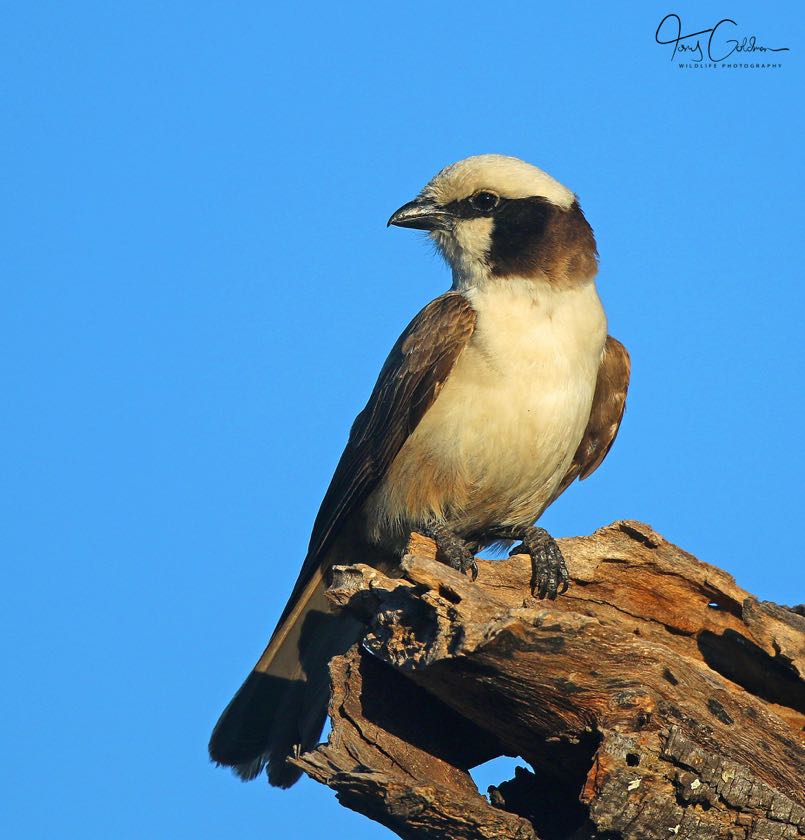 Southern White Crowned Shrike