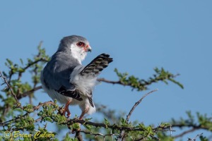 Pygmy Falcon