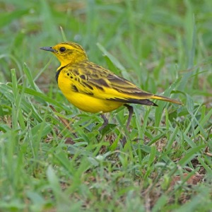 Golden Pipit