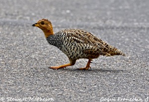 Coqui Francolin